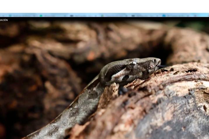  Funcionarios de la Corporación Autónoma de Santander lograron la exitosa liberación de 19 reptiles